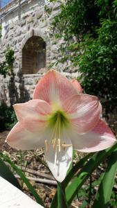 Gaia accomodation Hydras