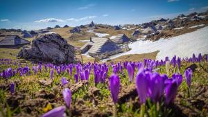 Chalet Zlatica Velika Planina