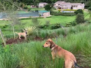 Springside House - Gillitts