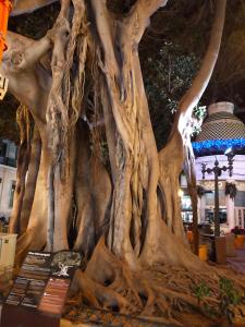 CITY CENTER ALICANTE - Cisneros