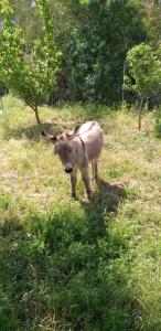 Agriturismo Funtan'Arva img62