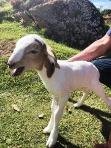 Sítio no interior de SP para curtir a Natureza - Itobi