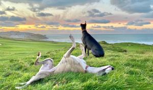 Pentire Point - Fully Equipped Eco Escape