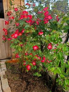 Domaine du Petit Tournebelle