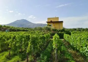 Vesuvio Inn Guest House e Wine Experience - Boscotrecase