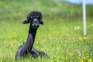 B10 Dom LUX z Alpakami & Basen SPA