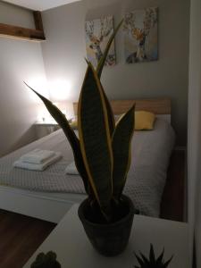 Appartements BOUCHON POUR 4 Avenue de Champagne a 3 minutes : photos des chambres