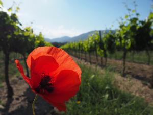 Appartements Le Clos des Eucalyptus : photos des chambres