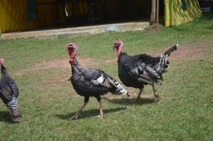 Pacha Waterfront Nithi