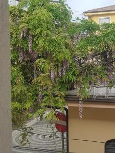 Una finestra sul glicine