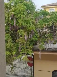 Una finestra sul glicine - Case Terranova