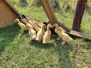 Dartmoor Reach Alpaca Farm Heated Cabins 5 mins drive to Dartmoor