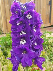 Dartmoor Reach Alpaca Farm Heated Cabins 5 mins drive to Dartmoor