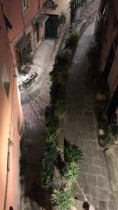 Solemagia