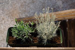 Nature House with a wooden porch - Pasika, house Tonka