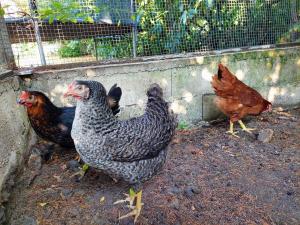 B&B / Chambres d'hotes La Maucanniere : photos des chambres