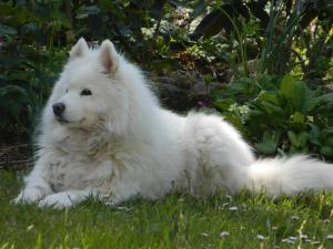 Maisons d'hotes Le Rocher du Samoyede : photos des chambres