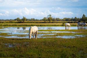 Maisons de vacances Coucher de soleil en Camargue : photos des chambres