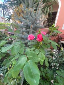 In The Castle - House