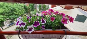 Family Apartment in Golem