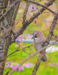 Campings Le Petit Chene : photos des chambres