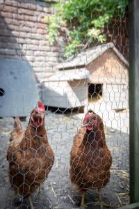 Sejours chez l'habitant Maison du jardin botanique : photos des chambres