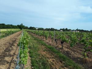 Maisons de vacances Escapade entre Vignes et Mer : photos des chambres