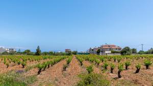Doukas House Cottage with vineyard, Artemis