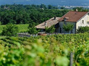 Grande maison de campagne avec piscine privée et animaux admis - FR-1-616-128