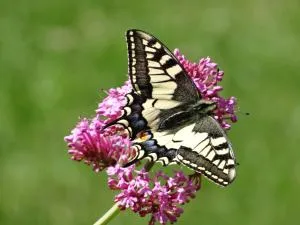 La Medina - Les Pieux