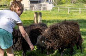 Chalets Dihan Evasion : photos des chambres