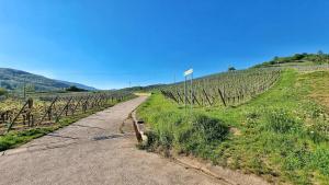 Appartements Aux pieds des vignes : Appartement 1 Chambre