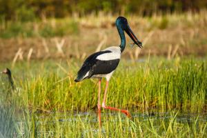 Mary River Floodplain, Kakadu, Northern Territory, Australia.