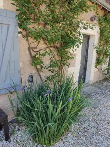 Maisons de vacances Au Jardin de la Marquetterie : photos des chambres