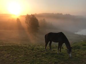 Maisons de vacances Private lake & gite surrounded by acres of nature : photos des chambres