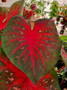 La villetta TRE PALME img44