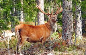 1 Bedroom Nice Home In Kosta