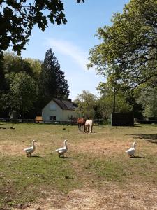 Maisons de vacances Appartement en lisiere de foret avec etang : photos des chambres