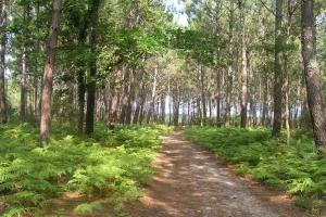 Maisons de vacances Maison entre Plages et Forets : photos des chambres