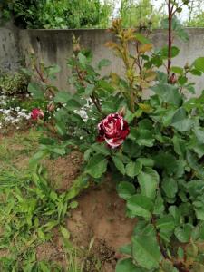 Villa Krisia Apartments