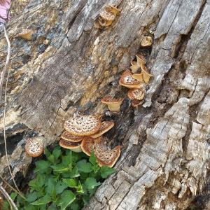 Pensiunea Agroturistica Alexandra