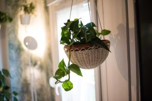 Avocado apartment