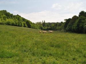 Maisons de vacances Gite Cheille, 2 pieces, 3 personnes - FR-1-381-417 : photos des chambres