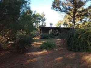 Árbol de Oro - Terrafirme - Rincón de Luna