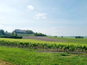 Maisons de vacances Fleurs de vigne, gite charentais au grand coeur : photos des chambres