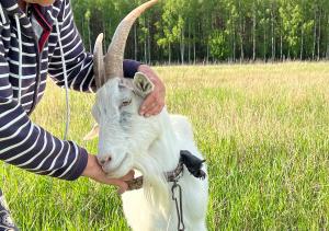 Arche Siedlisko Rogacze 72