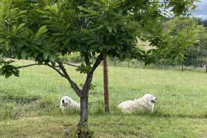 Santos Family Farm Retreat