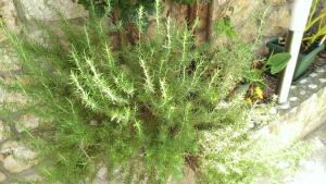 Apartments Desa Petric