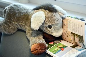 Cozy donkey - sporty lake apartment, flexible check-in, netflix