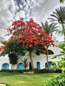 Coral Bay Roby - 沙姆沙伊赫